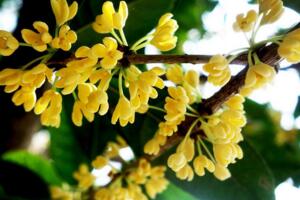 家里為什么不能種桂花，寓意不吉香味過濃"