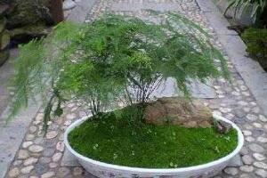 文竹花盆里有小白蟲子怎么辦，噴殺蟲劑清除害蟲"