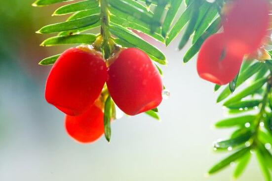 家里養紅豆杉風水好嗎，起到延年益壽、幸福健康"