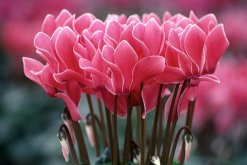 仙客來(lái)怎么養(yǎng)怎樣澆水，仙客來(lái)的養(yǎng)殖方法詳解"