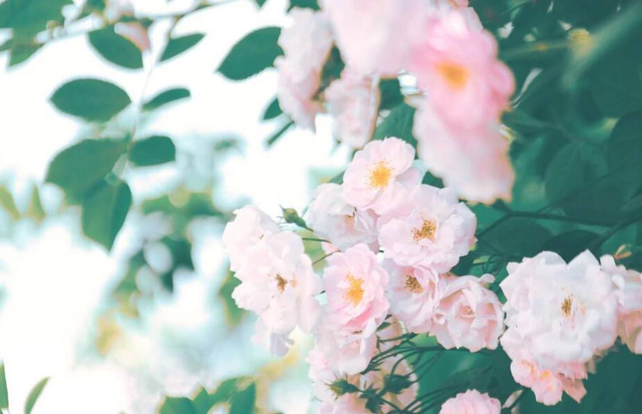 薔薇花焉了怎么辦，合理的澆水和光照很重要"