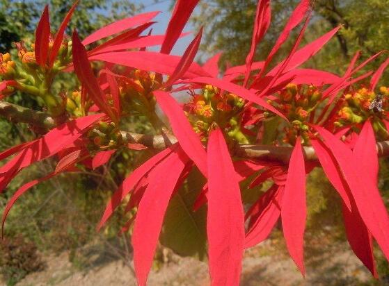 一品紅什么時候開花，一品紅在每年12月至翌年2月開花"