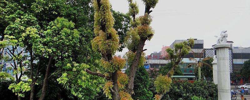香樟樹怎么栽才能栽活"
