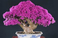 三角梅盆景制作，修剪與綁扎相結合"