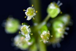 銅錢草開花了怎么辦，分為留種處理和不留種處理"