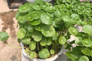 銅錢草怎么施肥，銅錢草需要什么肥料"