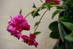 芍藥花常見病害是什么，4種病害以及防治方法"