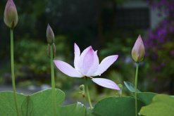 家庭荷花的養殖方法，以下5點必須牢記"
