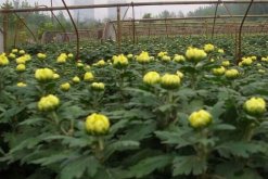 菊花葉子發黃怎么回事，可能是光照過強導致"
