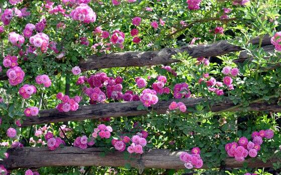 薔薇花怎么施肥，薔薇花施肥方法"