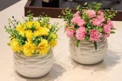 盆栽康乃馨怎么養(yǎng)，必須要掌握的5大要點(diǎn)"
