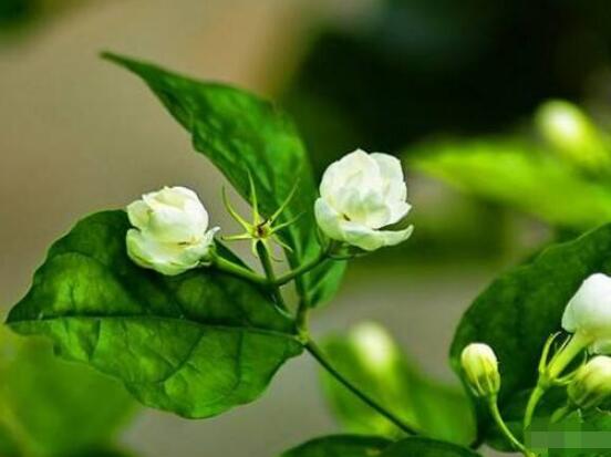 室內(nèi)養(yǎng)茉莉好嗎，殺滅病菌、美化環(huán)境、清神醒目"