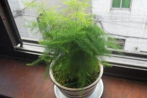 文竹病蟲害有哪些，文竹的病蟲害防治"
