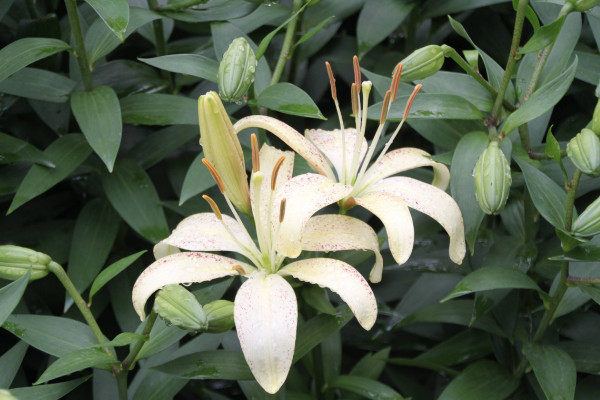 百合花葉子發黃怎么辦，調節水分/光照并殺蟲除菌"