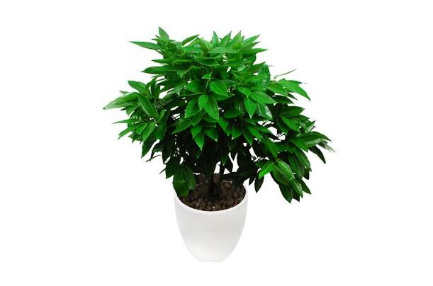 室內養平安樹的好處，旺運勢還健康"