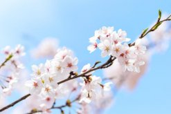 櫻花怎么澆水，不同的季節植株對水分的需求也不同"
