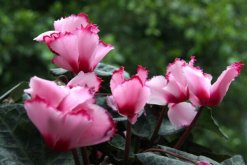 仙客來(lái)休眠期怎樣養(yǎng)殖，不同時(shí)期養(yǎng)殖的方法也不同"