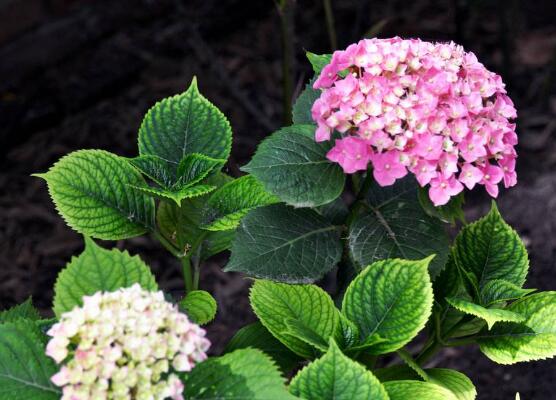 繡球花的花語和寓意，忠貞永恒、浪漫圓滿"