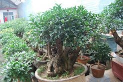 盆栽桂花移栽后管理方法，讓植株盡快適應是關鍵"