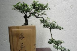 六月雪怎樣提根，六月雪盆景提跟技巧介紹"