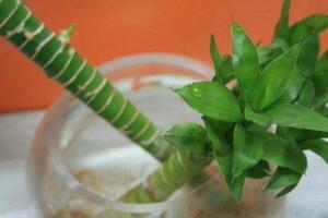 富貴竹怎么養(yǎng)才能生根，做好根莖處理工作保持溫度"