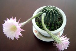 仙人球開花季節，每年的春夏季綻放（花期十天左右）"