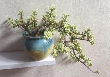 雅樂之舞花怎么養，4種養殖技巧保生長"