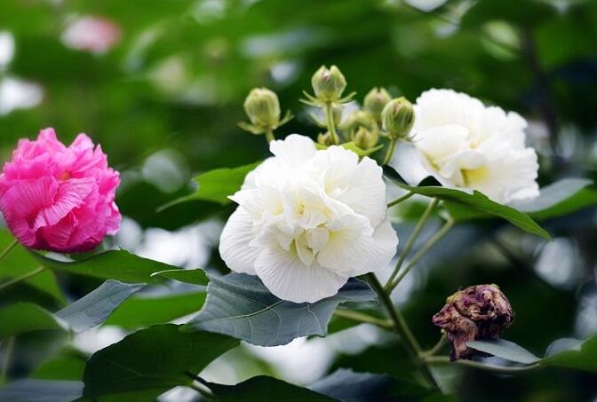 芙蓉花怎么修剪，春天和秋天剪是最好的"