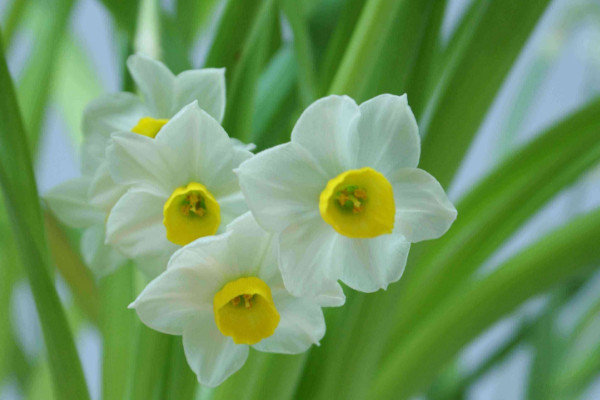 水仙花謝了以后怎樣處理，修剪球莖后埋土養(yǎng)護"