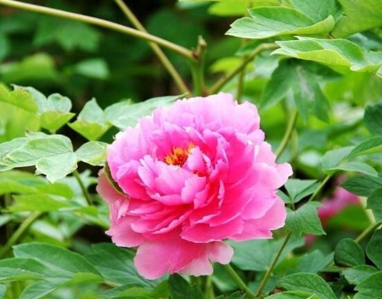 牡丹花語(yǔ)寓意，富貴吉祥、繁榮昌盛/吉祥幸福、美好憧憬"