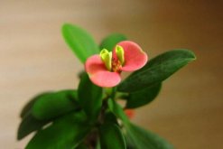 怎么讓虎刺梅開花，加強光照并保證養分充足"