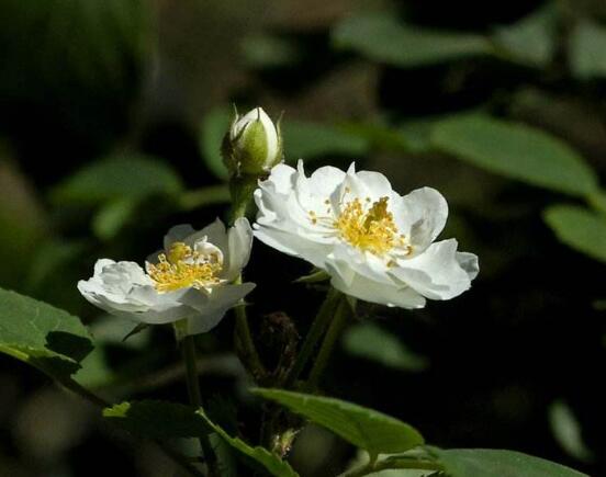 白色薔薇花，白色薔薇花特點"