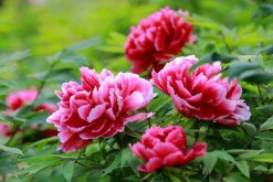 家養(yǎng)牡丹花種植方法，最基本的五大技巧缺一不可"
