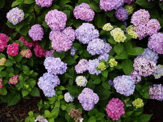 繡球花夏季怎么養，六個方法教你安然度夏"