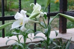 百合開花后怎么處理，及時修剪并適當追肥"