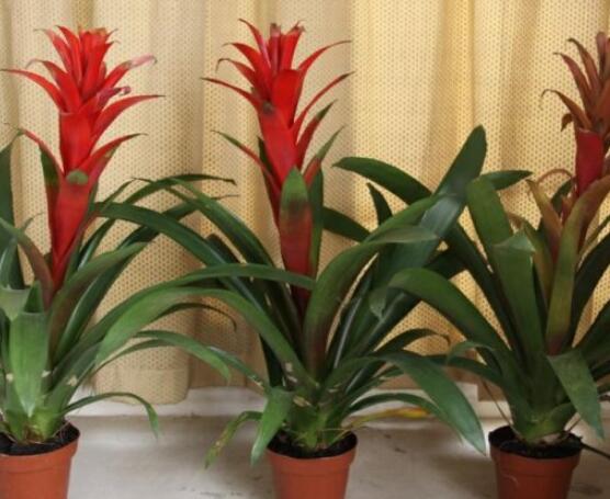 怎么讓鴻運當頭開花，做好四個基本要點花開爆盆"