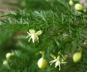 文竹為何會開花"