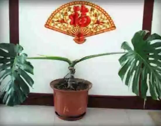 龜背竹滴水是怎么回事，只是一種正常的吐水現(xiàn)象(水分充足)"