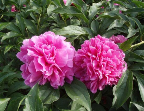 芍藥花如何養護，教你最重要五個養殖技巧(花枝艷麗)"