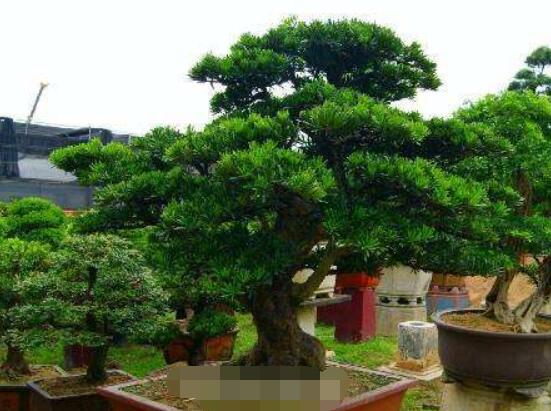 為什么羅漢松慢慢枯萎，做好澆水/保持溫度光照
