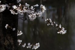 櫻花樹的病蟲害防治，褐斑病以及介殼蟲最常見(jiàn)"