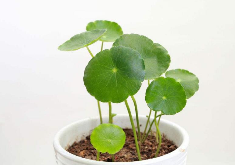 銅錢草怎么種，4個養殖方面要注意"