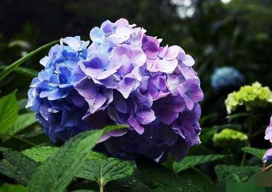 繡球花種子種植方法，擇健康飽滿種子、合適土壤"