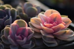 寶石花的花語及傳說，代表著富貴、永恒"