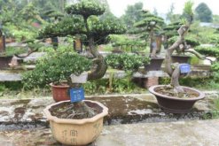 羅漢松用什么肥料快長，不同的時期對養分的需求不同"