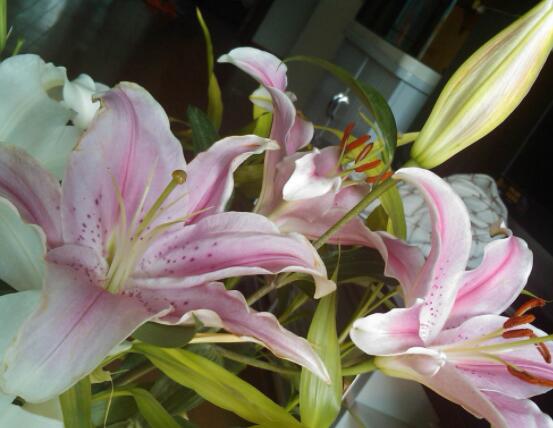 香水百合的養(yǎng)殖方法和注意事項，老農(nóng)教你最實用七大養(yǎng)殖方法"