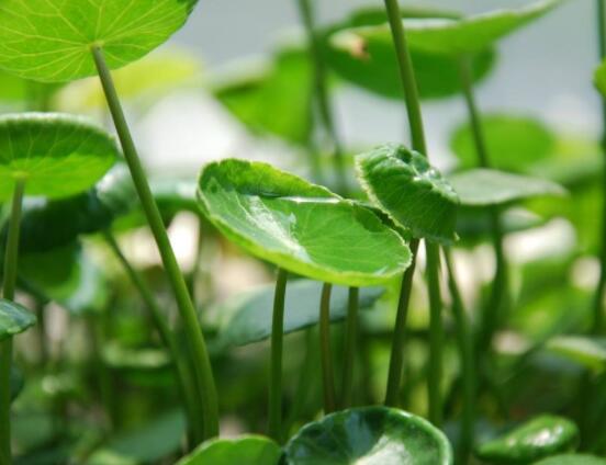 銅錢草泡水喝的作用，利尿排石、抗炎消炎"