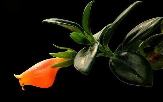金魚吊蘭能水培嗎，可以/注意控制水量是關鍵"