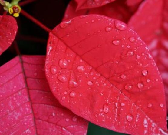 一品紅發黃掉葉子，盤點最常見的三種原因以及解決方法"