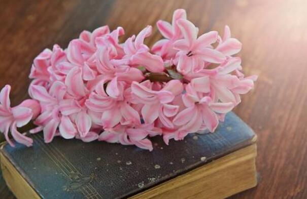 風信子花期是什么時候，不同的品種不同的時間"